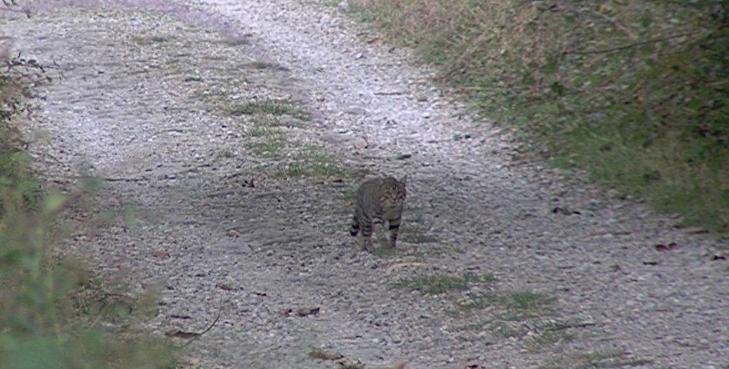 Gatto selvatico